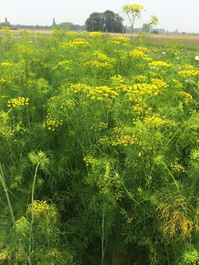 a field of yellow flowers